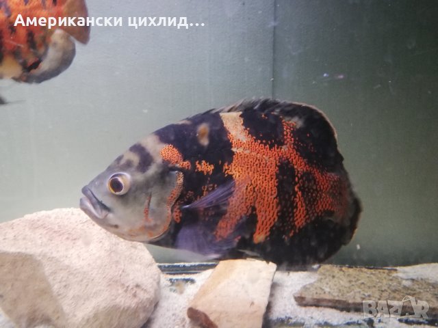 Астронотус (Оскар) 