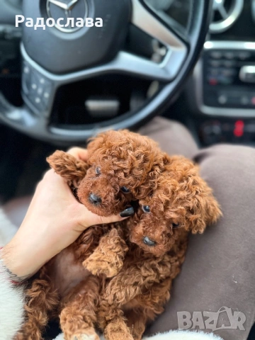 Той пудел ред браун , снимка 3 - Други - 52886172