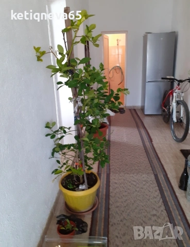 Продавам къща в с.чорбаджийско , снимка 3 - Къщи - 53723090