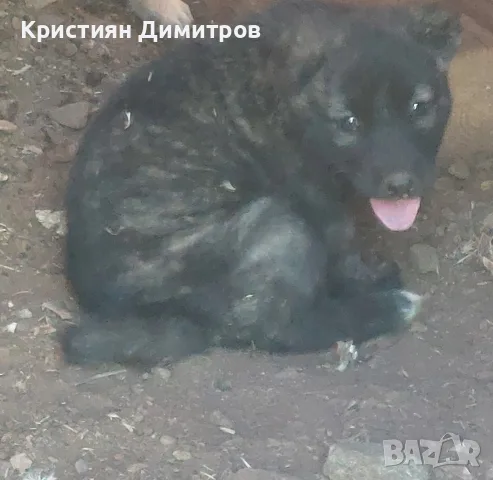 Свободни кангали Чапар., снимка 3 - Кангал - 55769861