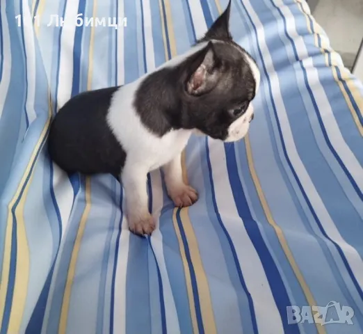 Бостън териери, снимка 3 - Други - 47449091