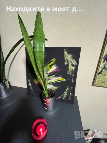 Сенсевиера меч