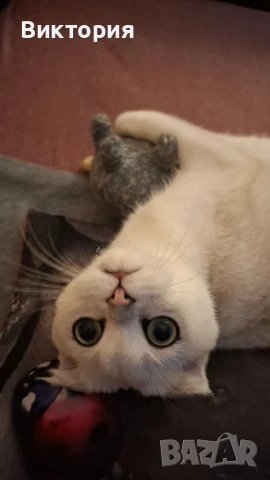 Котарак с порода клепоуха сребърна чинчила си търси женска 