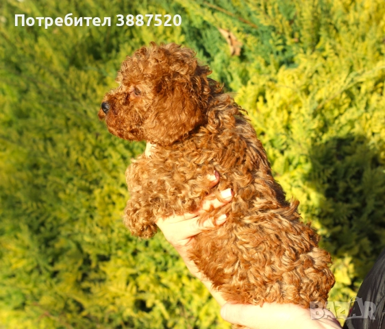 Мини и той пуделчета с родословни родители , снимка 2 - Пудели - 52586544