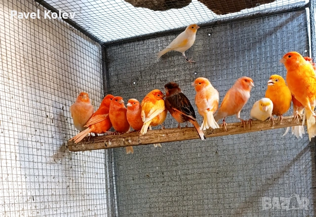 Папагали на добри цени , снимка 13 - Папагали - 53792492