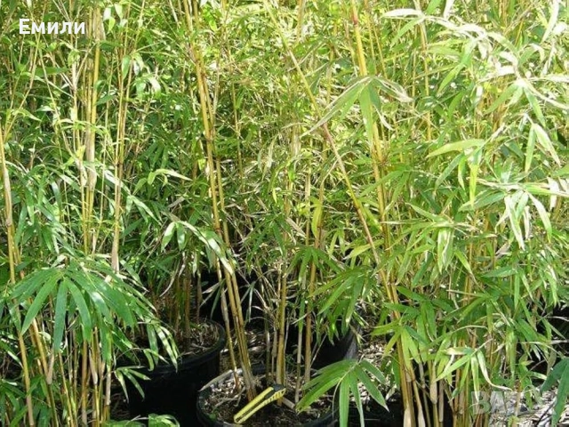 Бамбук разсад в кофички , снимка 2 - Градински цветя и растения - 52678466