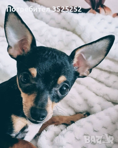 ПРОДАВАМ  МИНИ  ЧИХУ- ПИНЧЕРЧЕ  ЖЕНСКО НА 9 М. !, снимка 3 - Пинчер - 53844417