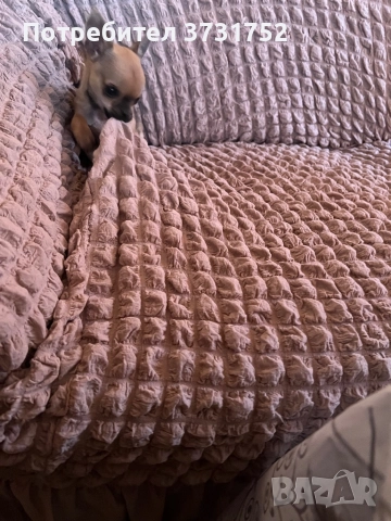 Мини чихуахуа, снимка 3 - Чихуахуа - 52913191