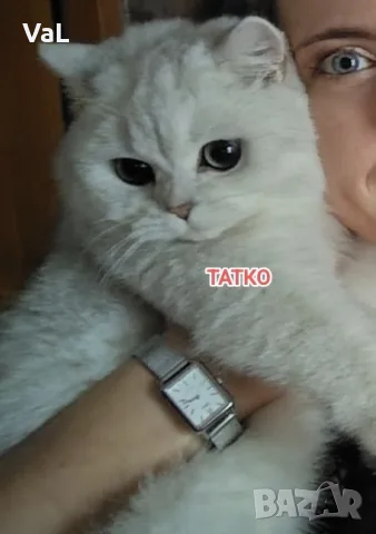 Клепоуха чинчила , снимка 3 - Чинчили - 55800812