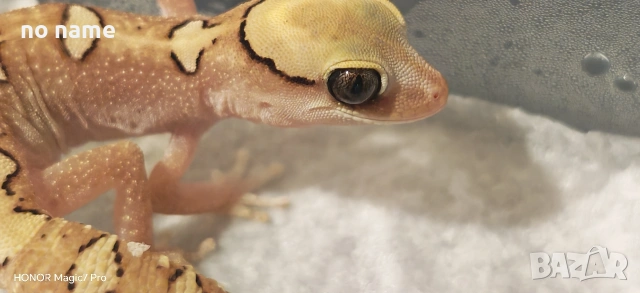 Гекон Diplodactylus Galeatus (Helmeted gecko), снимка 3 - Гекон - 53226238