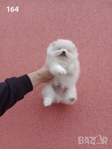 Мъжки и женски бели Померани. Реални снимки от 05.01.26 г. , снимка 7 - Померан - 52926923