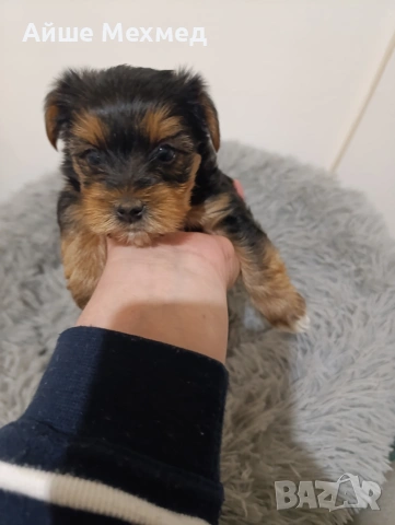 йоркширски териер, снимка 4 - Йоркширски териер - 53290826