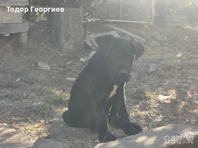 КУЧЕТА КАНЕ КОРСО, снимка 6 - Кане корсо - 55778338