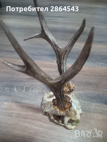 Черепче от сръндак за декорация !