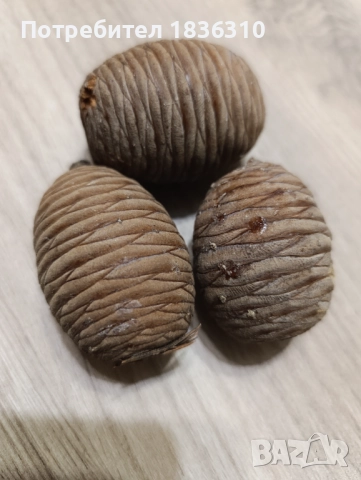 Шишарка атласки кедър , снимка 3 - Други - 52135169