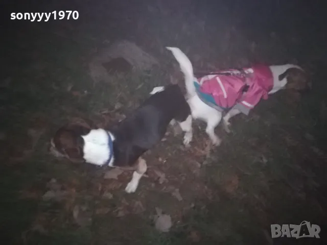 ДЖАК СИ ТЪРСИ ДАМА 0901251815, снимка 7 - Джак ръсел териер - 48619411