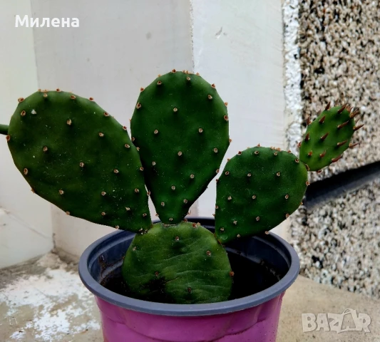 Седум спектабиле Вариегатум, снимка 7 - Стайни растения - 51236383