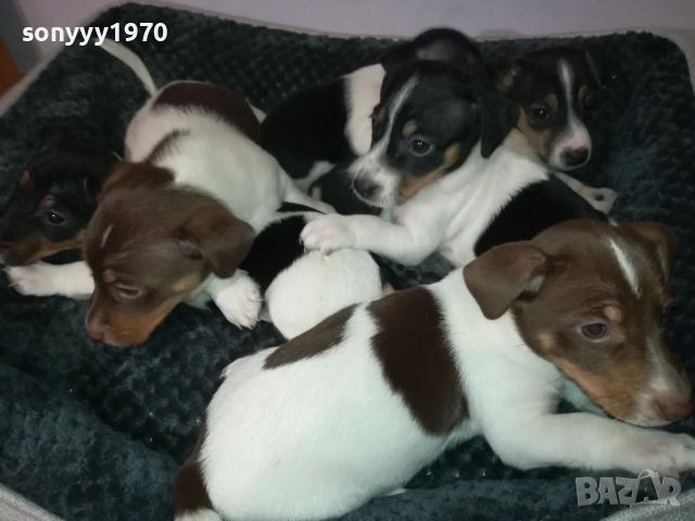 ДЖАК РЪСЕЛ ТЕРИЕР-БЕБЕТА//ВИДИН 2609252206, снимка 4 - Джак ръсел териер - 51851833