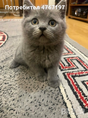 Момченце, снимка 2 - Британска късокосместа - 53854389