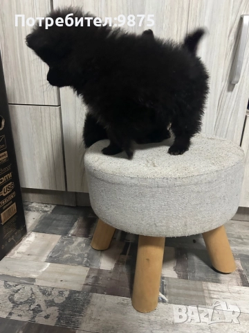 Продавам померан, снимка 7 - Померан - 52403193