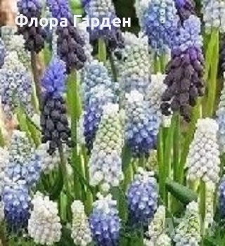 Луковици ЛАЛЕТА И ДРУГИ, снимка 14 - Сортови семена и луковици - 50970511