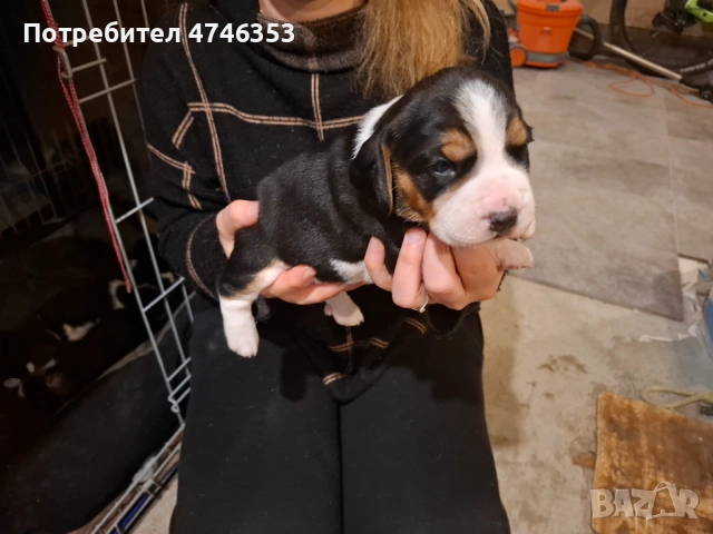 Бигъл, снимка 4 - Бигъл - 53593128