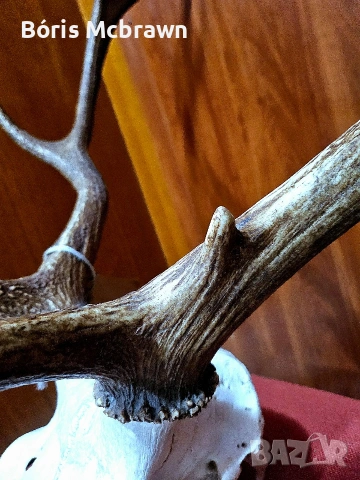 Уникален череп с рога от благороден елен – Колекционерски трофей, снимка 5 - Антикварни и старинни предмети - 53644427