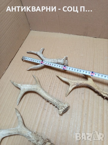 Комплект Стари Малки Рога. НОМЕР 726., снимка 8 - Антикварни и старинни предмети - 53528086