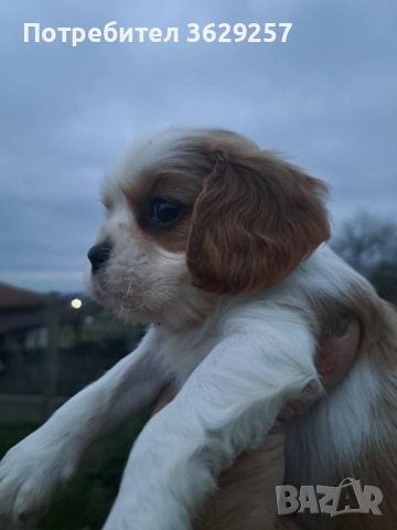 Кавалер кинг чараз шпаньол