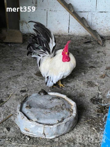  петел Шабо декоративни , снимка 4 - Кокошки и пуйки - 48935777