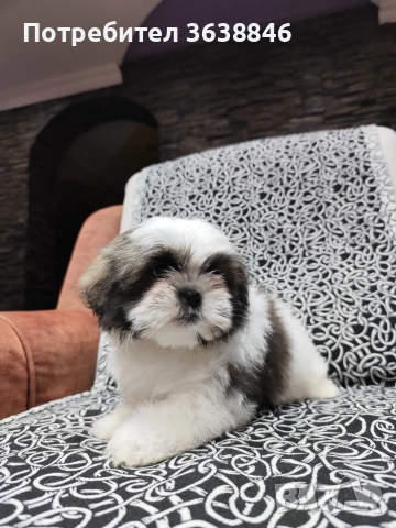 Ши тцу, снимка 5 - Ши Тцу - 52864498