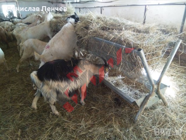 Хранилки/ясли за овце, снимка 15 - За селскостопански - 34655250