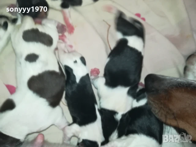 ДЖАК РЪСЕЛ БЕБЕТА-РОДЕНИ ДНЕС 11.08.25г 1108251538, снимка 9 - Джак ръсел териер - 51328877