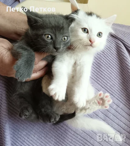 Подарявам 2 котенца - момченца/ Kleine Katzen zu verschenken