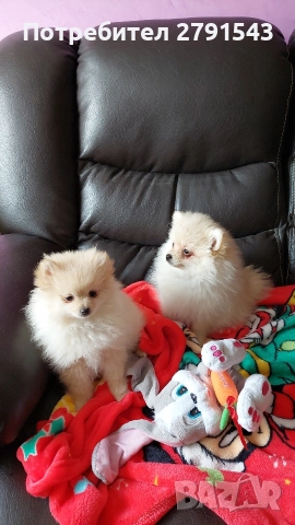 померан померанче , снимка 3 - Померан - 52673911