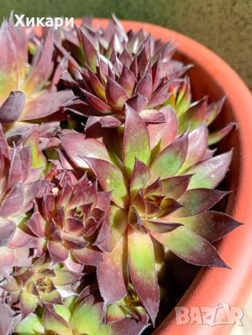 Семпервивум - дебелец  , снимка 7 - Градински цветя и растения - 52001936