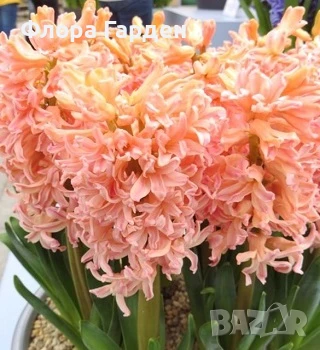 Луковици ЗЮМБЮЛИ, снимка 14 - Градински цветя и растения - 51033126