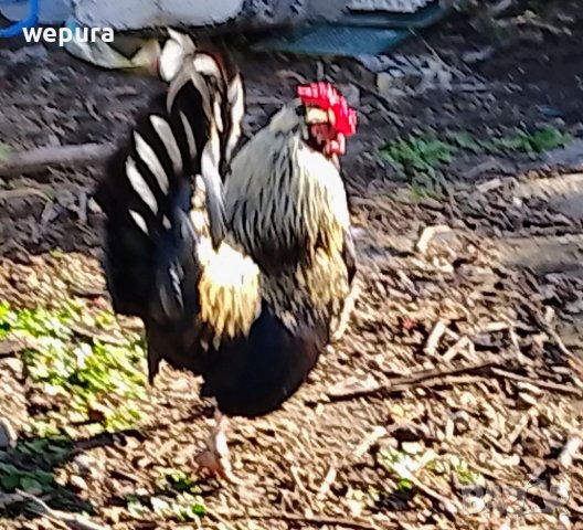 Продавам няколко декоративни петли за разплод или за красота японски кокошки и петли но