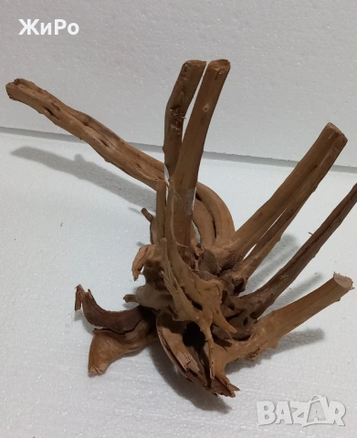 Корен от Азалия /декорация/ 15, снимка 2 - Други - 48578079