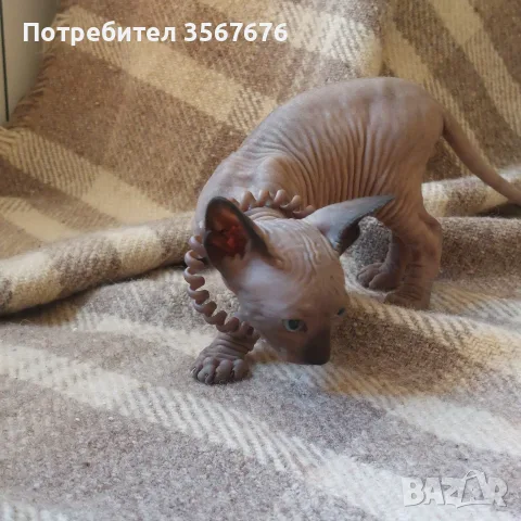 Чистокръвно коте сфинкс, снимка 4 - Сфинксове - 55976219