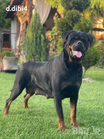 Ротвайлери , снимка 4 - Ротвайлер - 48605430