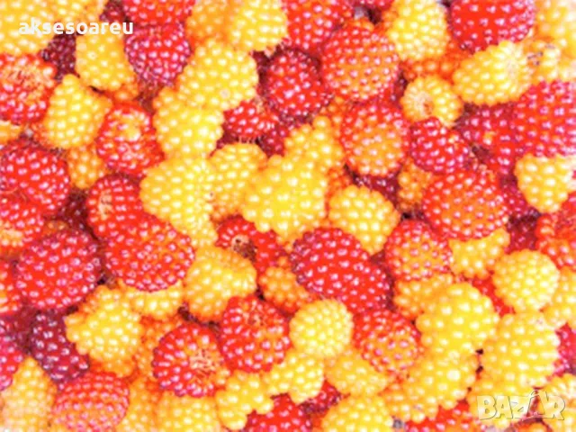 20 качествени Семена от Британска Есенна Златна Малина Златни наситени Сладки Малини от Колумбия, снимка 7 - Сортови семена и луковици - 50221087