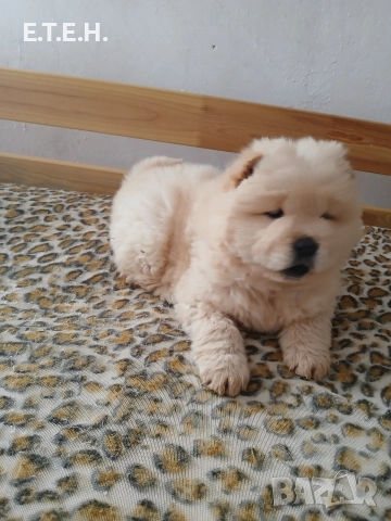 ЧАО ЧАО кутретата?