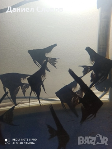 Черни воални скаларии , снимка 4 - Рибки - 52035181