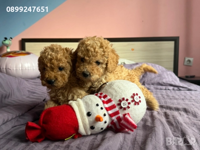 Пудел той, снимка 4 - Пудели - 52751792