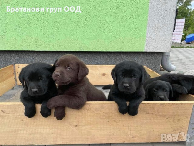 Лабрадори с родословие, снимка 3 - Лабрадор ретривър - 19756774