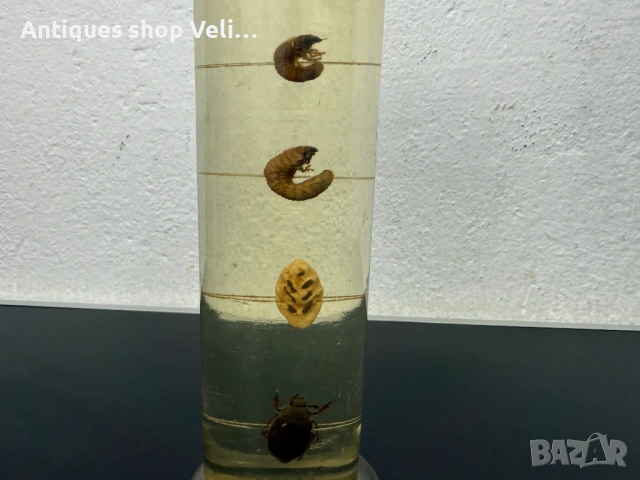 Развитие на майски бръмбар в стъкленица №7810 , снимка 2 - Декорация за дома - 53031556