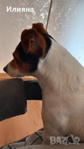 Продавам мъжки джак ръсел