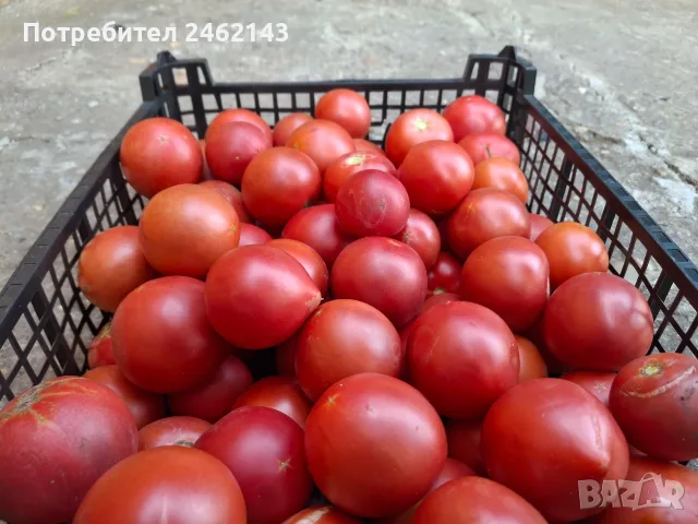 Продавам розов домат, снимка 4 - Други услуги - 55876824