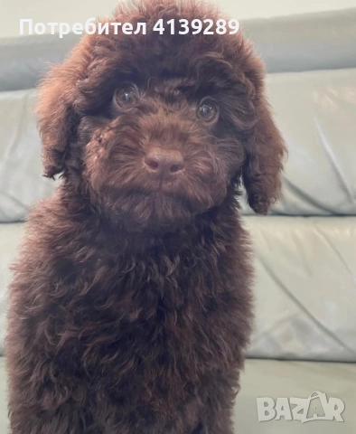 Мини пудел мини, снимка 6 - Пудели - 52755301